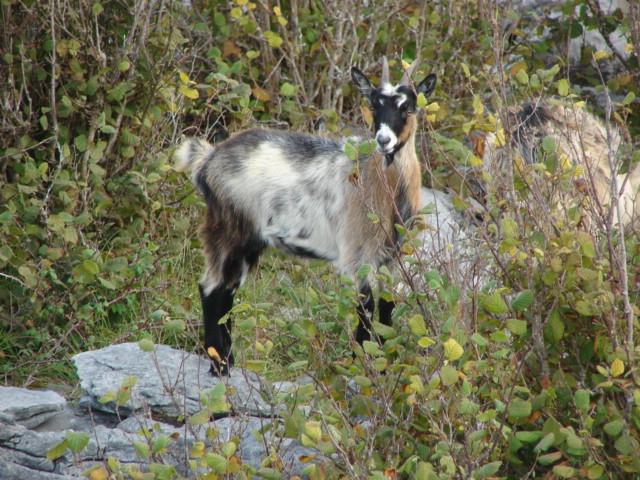 Burren Experience Walk