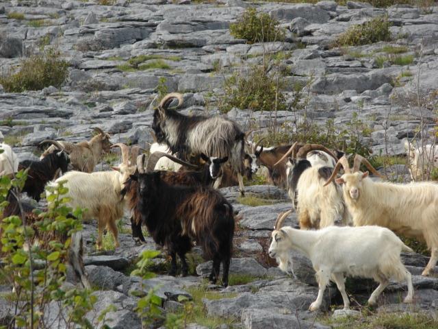 Burren Experience Walk