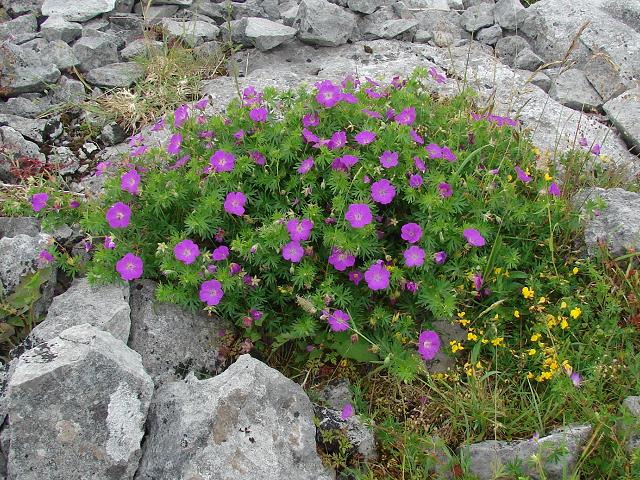 Flowers in the Burren