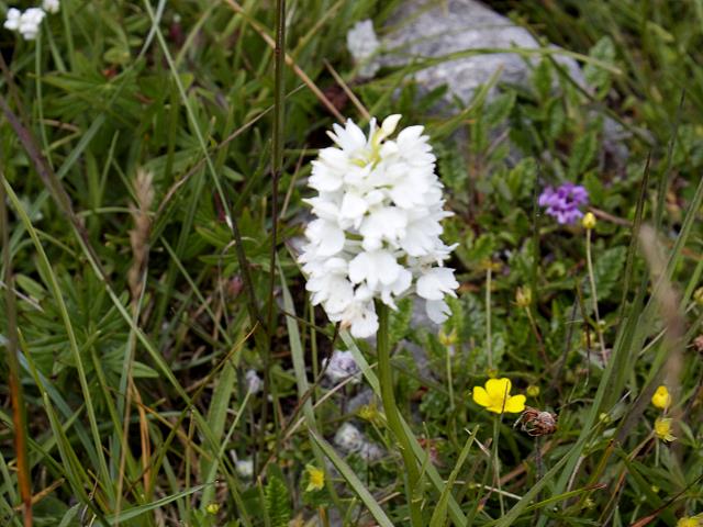 Flowers in the Burren