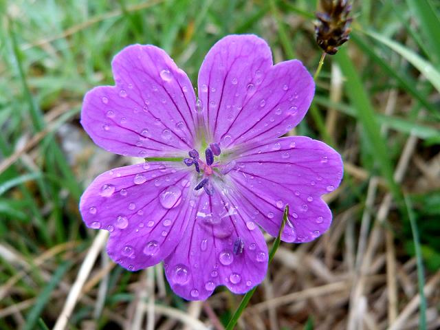 Flowers in the Burren