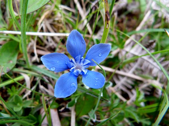 Flowers in the Burren