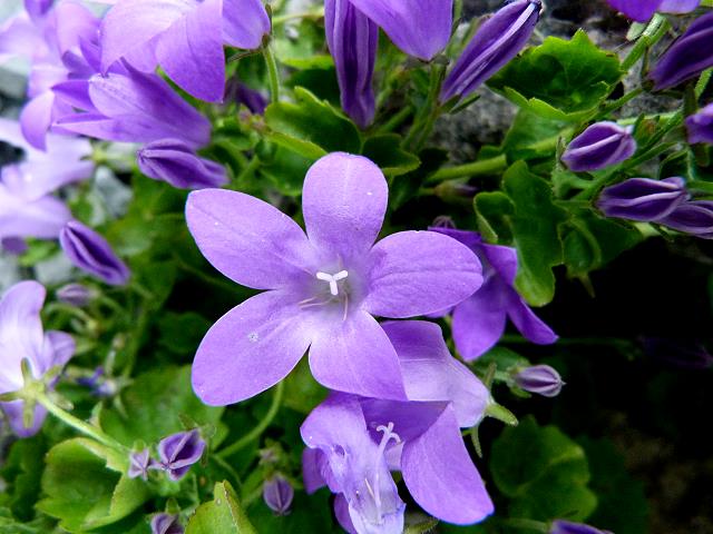 Flowers in the Burren