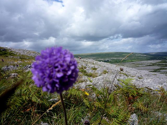Flowers in the Burren
