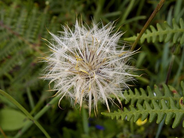 Flowers in the Burren